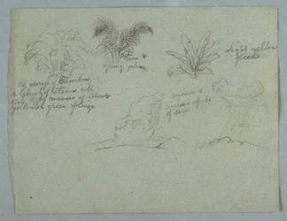Tegning, bambus, vinranke og en ung palme, plante og to scener med regn som faller fra skyer over åsrygger, Rio Magdalena, Colombia, 1853, sannsynligvis mai