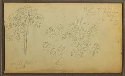 Tegning, botaniske skisser, 1857