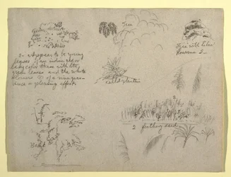 Tegning, botaniske skisser, Colombia, 1853