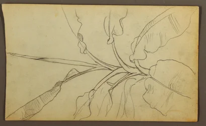 Tegning, botaniske skisser, Ecuador eller Colombia; Verso: Botaniske skisser, 1857