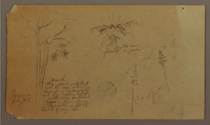 Tegning, botaniske skisser, juli 1865