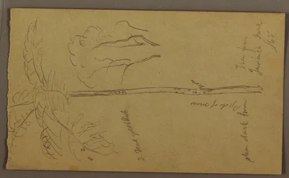 Tegning, botaniske skisser, juni 1865