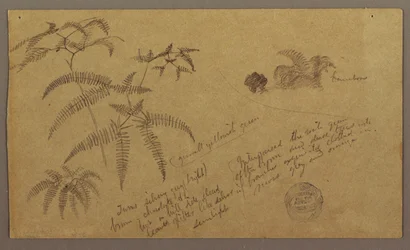 Tegning, botaniske skisser, mai–august 1865