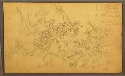 Tegning, botaniske skisser, mai 1857