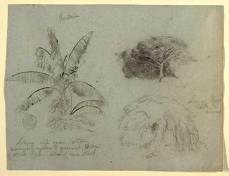 Tegning, botaniske skisser, Sør-Amerika, mai 1853