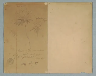 Tegning, botaniske skisser: en gren, et tre og en tretopp, Sør-Amerika, 2. september 1853