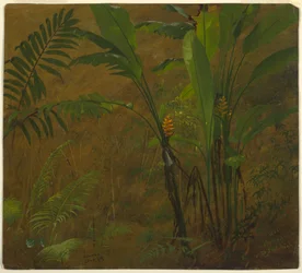 Tegning, botaniske studier fra Jamaica, Vestindia, juni 1887