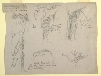 Tegning, botaniske studier laget av Rio Magdalena, Colombia: Parasitt, dødt tre, 1853