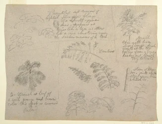 Tegning, botaniske studier, sett fra Rio Magdalena, Colombia, 1853