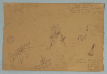 Tegning. Botaniske og skyskisser nær Quito, Ecuador