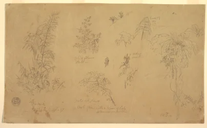 Tegning, botaniske skisser, «nær Jorje», 23. juli 1857