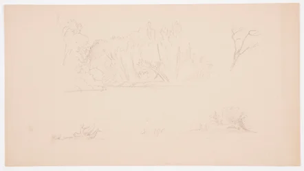 Tegning, botaniske skisser: tre, trær ved kysten, september 1876
