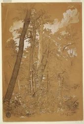 Tegning, kastanjetrær på Goat Island, Niagara River, New York, august 1858