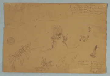 Tegning, tegning. Botaniske skisser og skyskisser nær Quito, Ecuador, 24. juni 1857