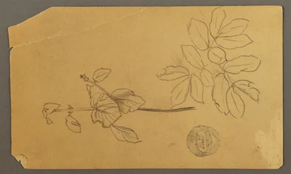 Tegning, tegning. Skisser. Stamme av en plante. Greiner med blader., muligens 1877
