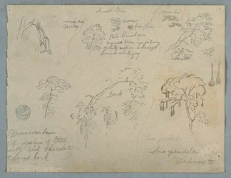 Tegning, fem botaniske studier med en hengende ape, sannsynligvis Colombia, 1853