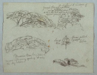 Tegning, fem studier av tretopper, Rio Magdalena, Colombia, 1853, sannsynligvis mai