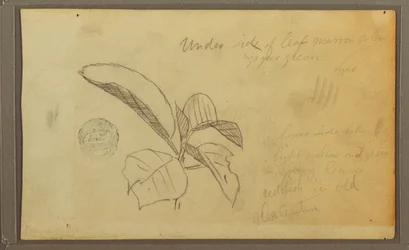 Tegning, blader, 1857