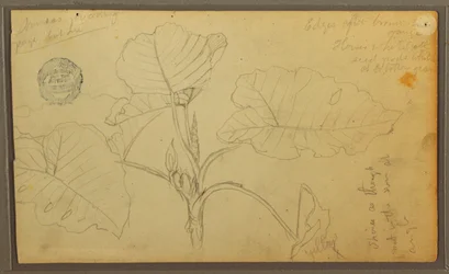 Tegning, blader, 1857