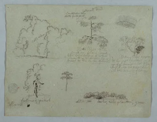 Tegning, naturstudier inkludert et kandelabertre med et dovendyr, Rio Magdalena, Colombia, mai 1853
