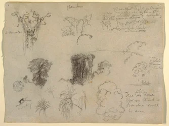 Tegning, naturstudier, sannsynligvis fra Colombia: Ape, parasitter og trær, 1853