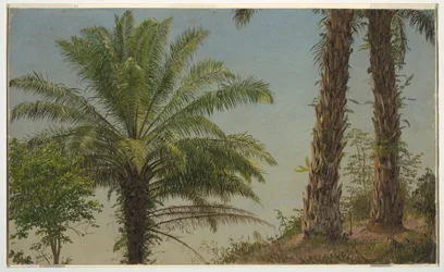 Tegning, palmer, Jamaica, juni 1865