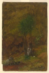 Tegning, palmer, juli 1865