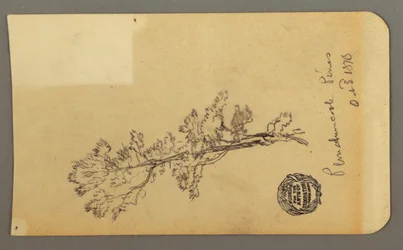 Tegning, furutre, 3. oktober 1878