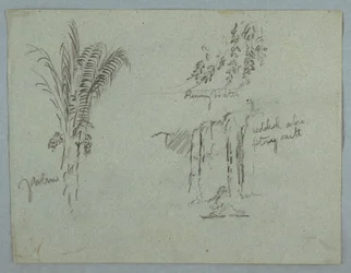Tegning, plantestudier fra Rio Magdalena, Colombia, 1853, sannsynligvis mai