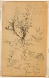 Tegning, plante- og trestudie, 2. juni 1857
