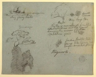 Tegning, elvebredde- og botaniske skisser fra Higuerote, Ecuador, mai 1853