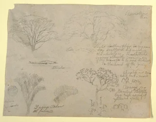 Tegning, serie botaniske studier inkludert en alligator og et uhyrlig tre, sett fra Rio Magdalena, Colombia, 1853