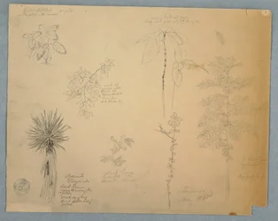 Tegning, spansk bajonett med et tre og fem andre plantestudier, Jamaica, mai 1865