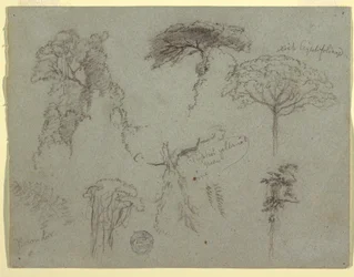 Tegning, studier av trær, Ecuador, 1853