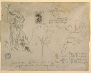 Tegning, studier av trær og planter sett fra Rio Magdalena, Columbia, 1853