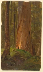 Tegning, studie i Maine-skogen, 1855–65