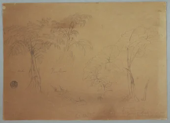 Tegning, studie av to trær og tre planter, nær Jorje, Ecuador, 23. juli 1857