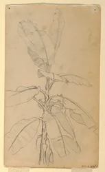Tegning, studie av en langsildeplante, mai og juni 1857
