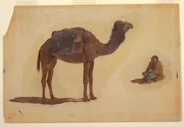 Tegning, studie av en dromedar, 1868