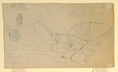 Tegning, studie av en mann; studie av, muligens juni 1857