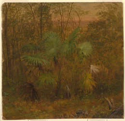 Tegning, Thatch Palm, Jamaica, mai 1865