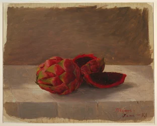 Tegning, Pitajaya-frukten, Columbia, juni 1853