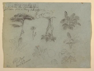 Tegning, trestudier sett fra Rio Magadalena, Colombia, 1853