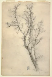 Tegning, Tre med mange grener, juli 1844