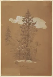 Tegning, trær, Berchtesgaden, Bayern, 3. juli 1868