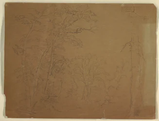 Tegning, trær, Grand Manan Island, Canada, 1851