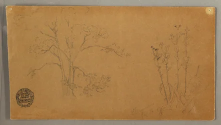 Tegning, trær og planter, Elecampene, september 1856