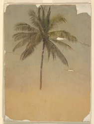 Tegning, Stamme og topp av et palmetre, 1865