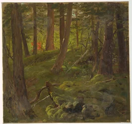 Skog på Jamaica