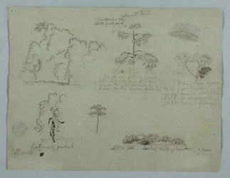 Naturstudier inkludert et kandelabertre med en dovendyr, Rio Magdalena, Colombia